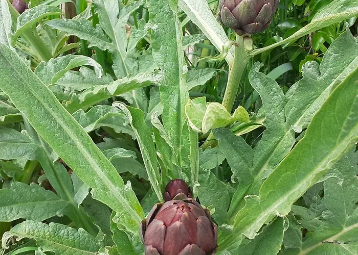 Chez Vous Chez Nous *